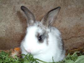 File:Lapin blanc.jpg