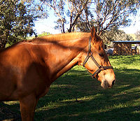Horse in field.jpg