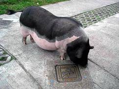 File:Pig10old.jpg